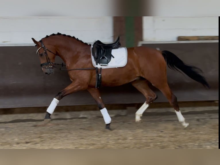 Oldenburger Wallach 3 Jahre 168 cm Brauner in Bramsche