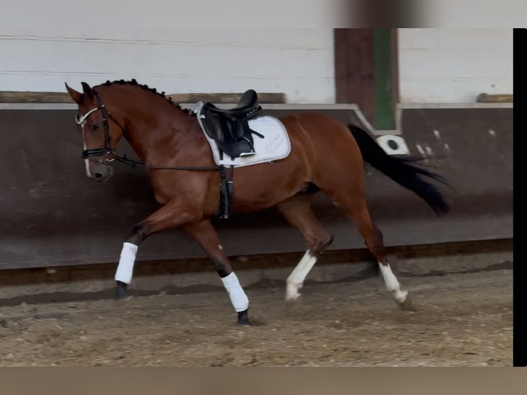 Oldenburger Wallach 3 Jahre 168 cm Brauner in Bramsche
