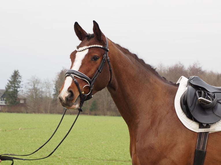 Oldenburger Wallach 3 Jahre 168 cm Brauner in Bramsche