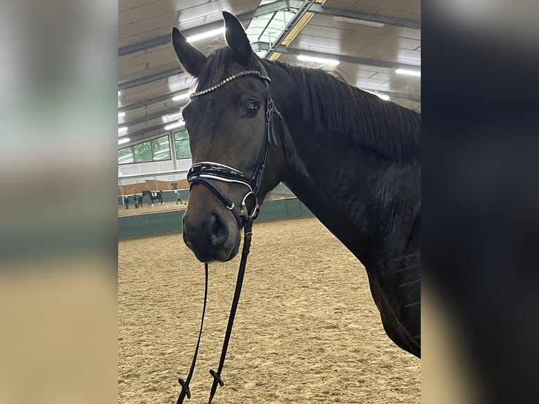 Oldenburger Wallach 3 Jahre 168 cm Dunkelbrauner in Bad Zwischenahn