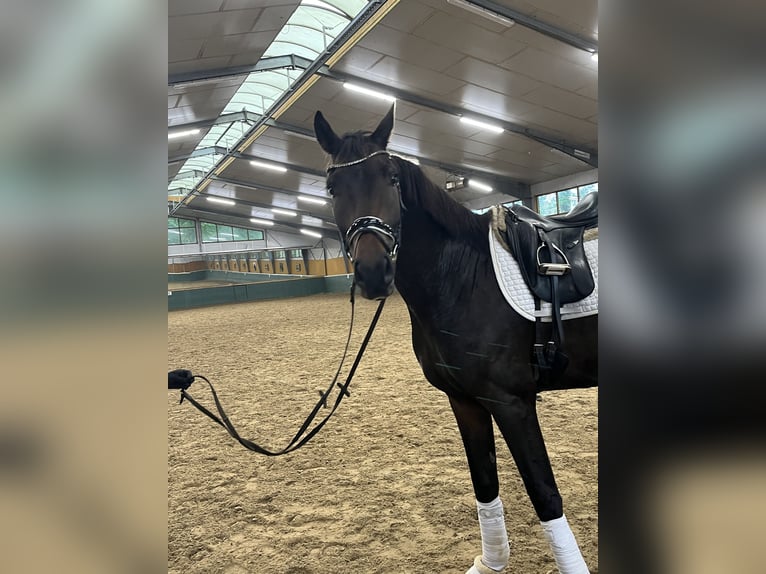 Oldenburger Wallach 3 Jahre 168 cm Dunkelbrauner in Bad Zwischenahn