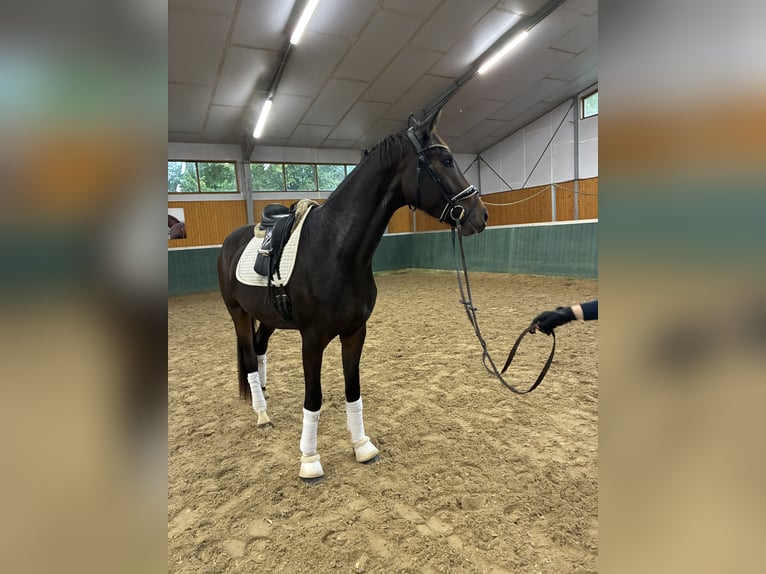Oldenburger Wallach 3 Jahre 168 cm Dunkelbrauner in Bad Zwischenahn