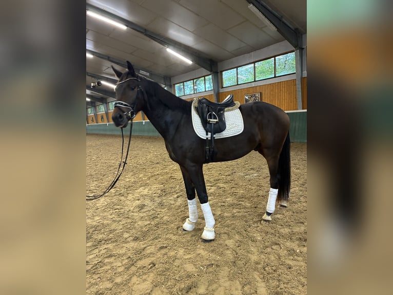 Oldenburger Wallach 3 Jahre 168 cm Dunkelbrauner in Bad Zwischenahn