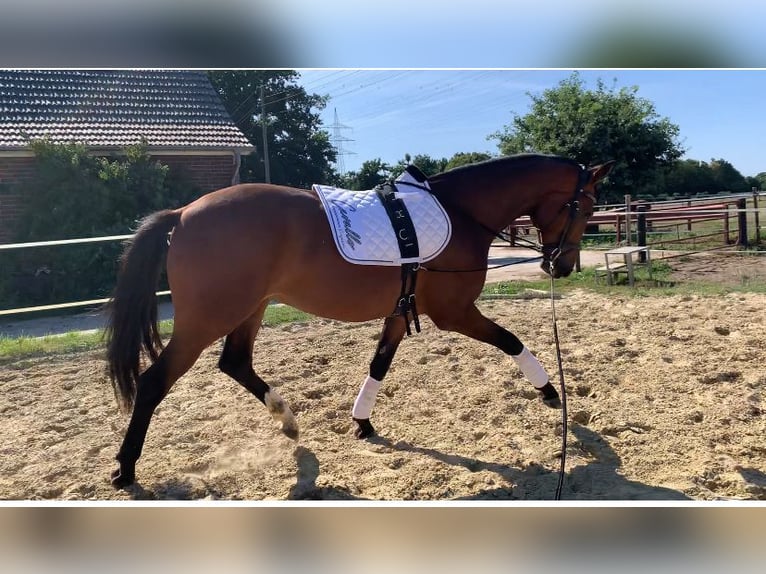 Oldenburger Wallach 3 Jahre 168 cm Dunkelbrauner in Hamminkeln