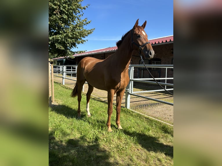 Oldenburger Wallach 3 Jahre 168 cm Dunkelfuchs in Blunk