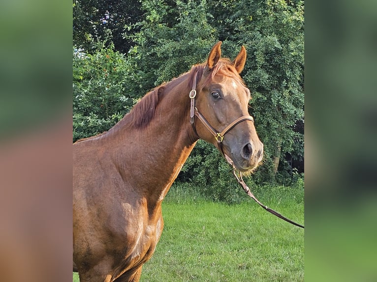 Oldenburger Wallach 3 Jahre 168 cm Dunkelfuchs in Walchum