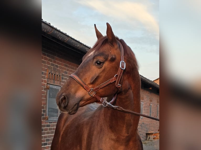 Oldenburger Wallach 3 Jahre 168 cm Dunkelfuchs in Walchum