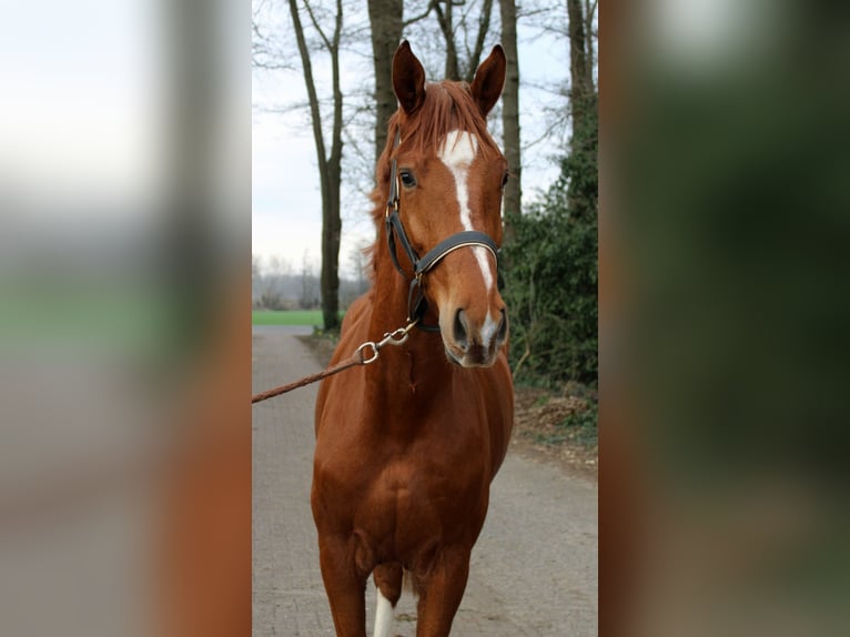 Oldenburger Wallach 3 Jahre 168 cm Fuchs in Lohne (Oldenburg)