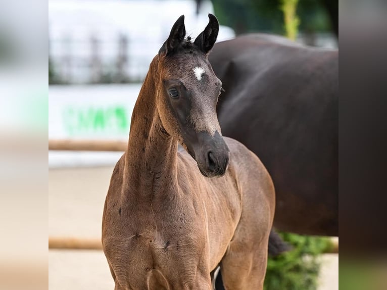 Oldenburger Wallach 3 Jahre 168 cm Rappe in Ebenfurth