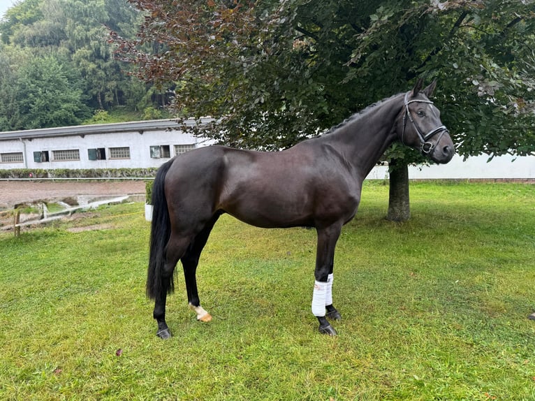 Oldenburger Wallach 3 Jahre 168 cm Rappe in Schierensee