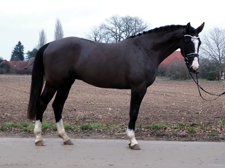Oldenburger Wallach 3 Jahre 168 cm Schwarzbrauner in Bramsche