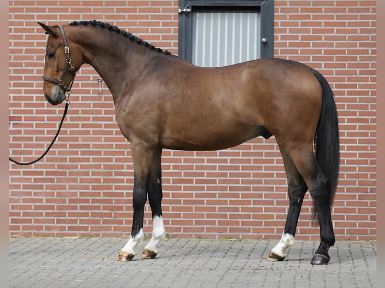 Oldenburger Wallach 3 Jahre 169 cm Brauner in Zieuwent