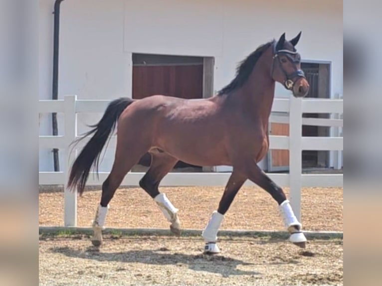 Oldenburger Wallach 3 Jahre 169 cm Brauner in Wolfsbach