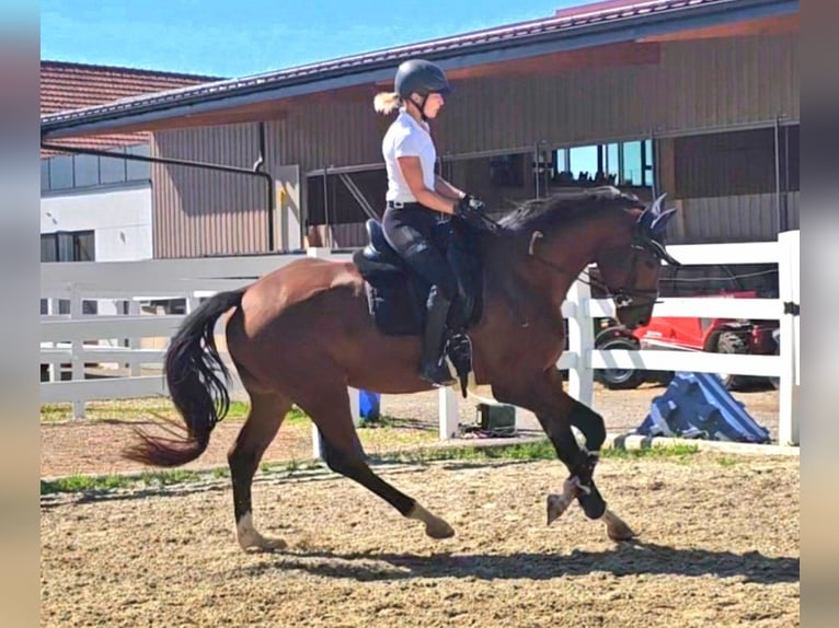 Oldenburger Wallach 3 Jahre 169 cm Brauner in Wolfsbach