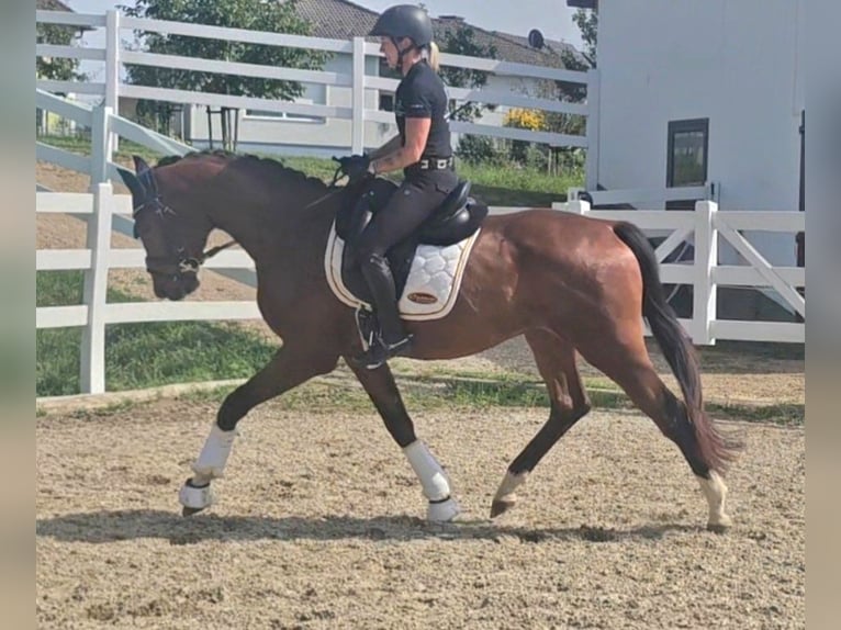 Oldenburger Wallach 3 Jahre 169 cm Brauner in Wolfsbach