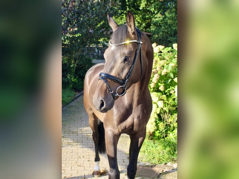 Oldenburger Wallach 3 Jahre 169 cm Dunkelbrauner in Ankum