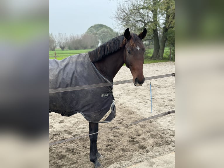 Oldenburger Wallach 3 Jahre 169 cm Dunkelbrauner in Woubrugge