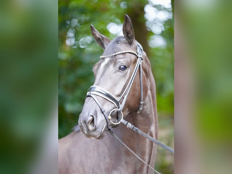 Oldenburger Wallach 3 Jahre 169 cm Rappe in Lohne (Oldenburg)