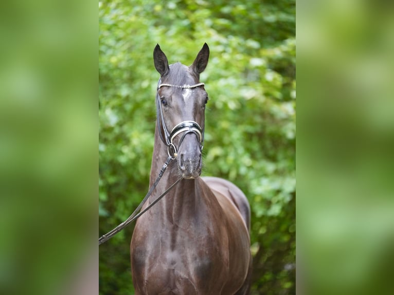 Oldenburger Wallach 3 Jahre 169 cm Rappe in Lohne (Oldenburg)