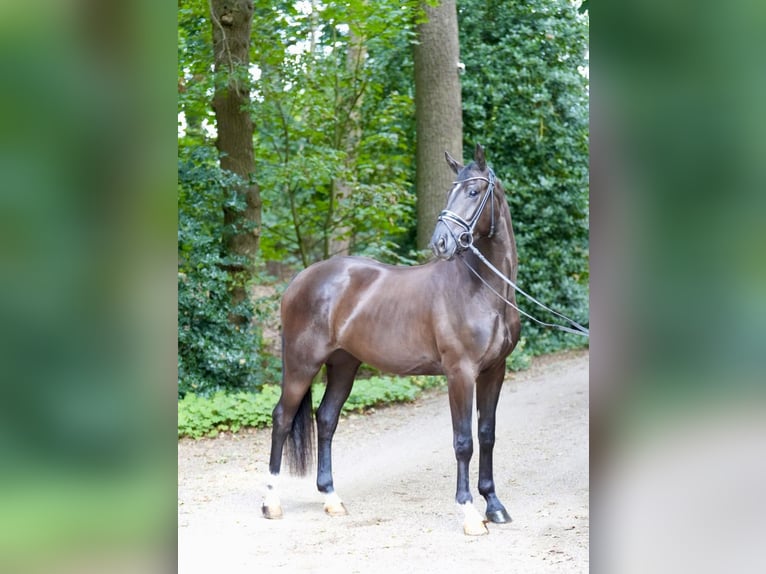 Oldenburger Wallach 3 Jahre 169 cm Rappe in Lohne (Oldenburg)