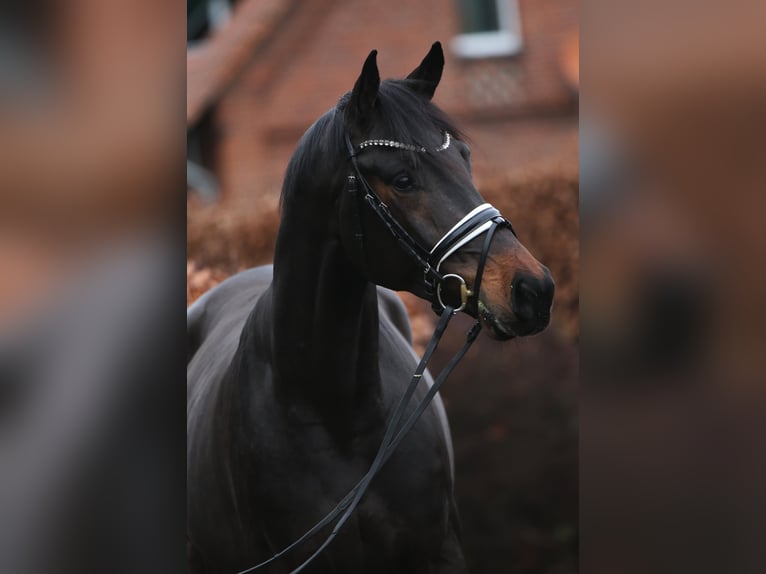 Oldenburger Wallach 3 Jahre 169 cm Schwarzbrauner in Rehburg-Loccum Münchehagen