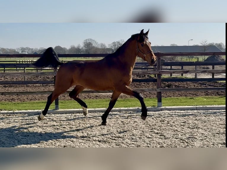 Oldenburger Wallach 3 Jahre 170 cm Brauner in Zieuwent