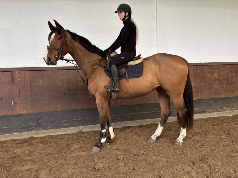 Oldenburger Wallach 3 Jahre 170 cm Brauner in Fredenbeck