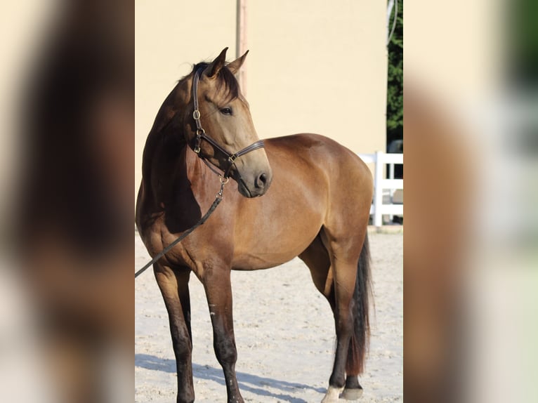 Oldenburger Wallach 3 Jahre 170 cm Buckskin in Velten