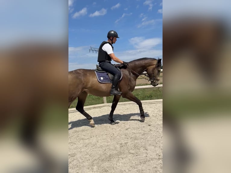 Oldenburger Wallach 3 Jahre 170 cm Buckskin in Velten