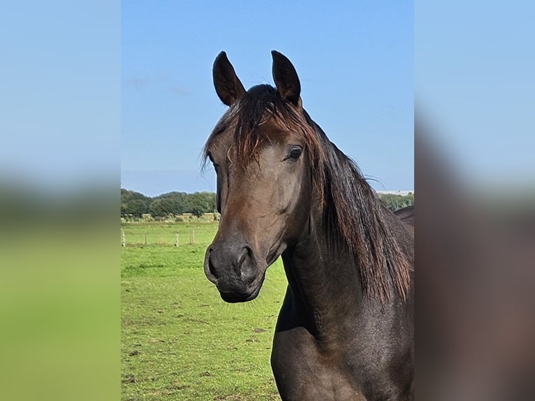 Oldenburger Wallach 3 Jahre 170 cm Dunkelbrauner in Bad Zwischenahn
