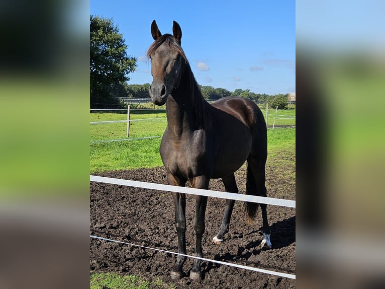 Oldenburger Wallach 3 Jahre 170 cm Dunkelbrauner in Bad Zwischenahn