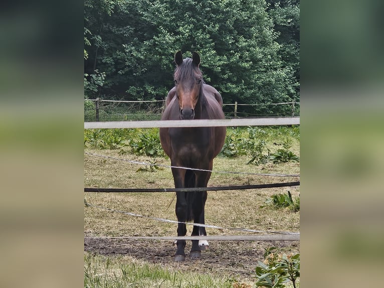 Oldenburger Wallach 3 Jahre 170 cm Dunkelbrauner in Bad Zwischenahn