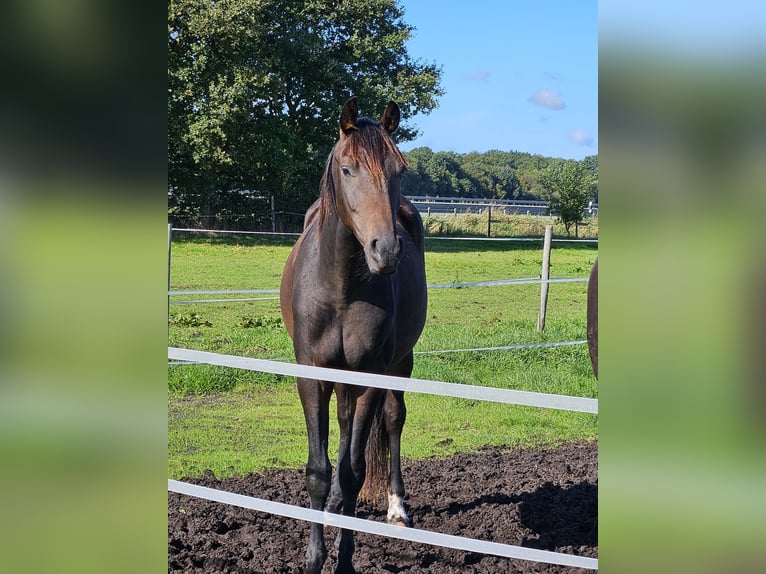 Oldenburger Wallach 3 Jahre 170 cm Dunkelbrauner in Bad Zwischenahn
