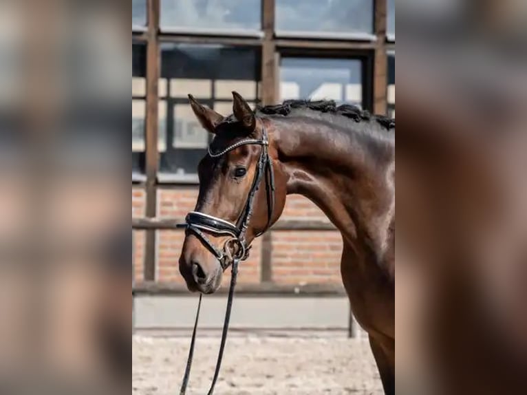 Oldenburger Wallach 3 Jahre 170 cm Dunkelbrauner in Heidesheim am Rhein