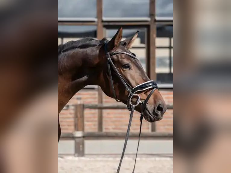 Oldenburger Wallach 3 Jahre 170 cm Dunkelbrauner in Heidesheim am Rhein