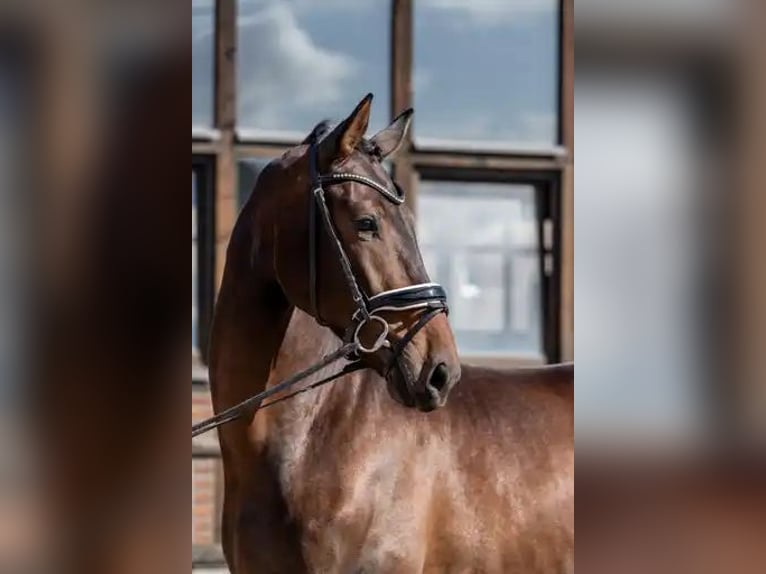 Oldenburger Wallach 3 Jahre 170 cm Dunkelbrauner in Heidesheim am Rhein
