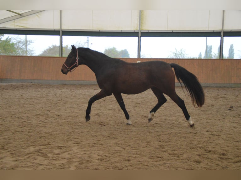 Oldenburger Wallach 3 Jahre 170 cm Dunkelbrauner in Wulkow