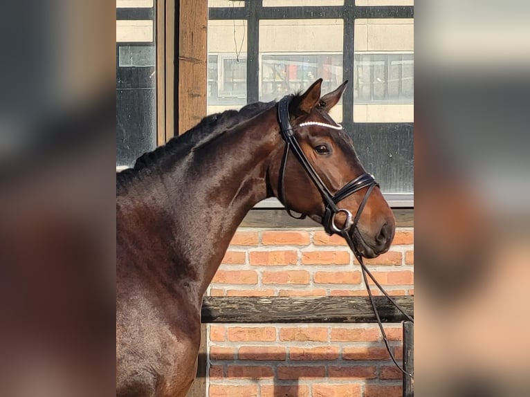 Oldenburger Wallach 3 Jahre 170 cm Dunkelbrauner in Heidesheim am Rhein