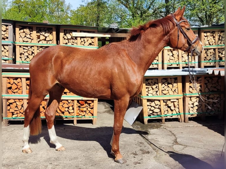 Oldenburger Wallach 3 Jahre 170 cm Fuchs in Verl