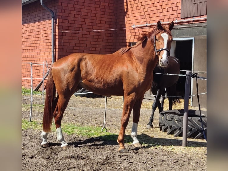 Oldenburger Wallach 3 Jahre 170 cm Fuchs in Verl