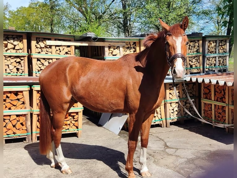 Oldenburger Wallach 3 Jahre 170 cm Fuchs in Verl