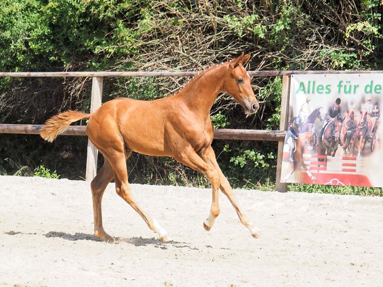 Oldenburger Wallach 3 Jahre 170 cm Fuchs in Gnadendorf