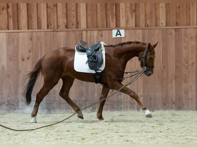 Oldenburger Wallach 3 Jahre 170 cm Fuchs in Gnadendorf
