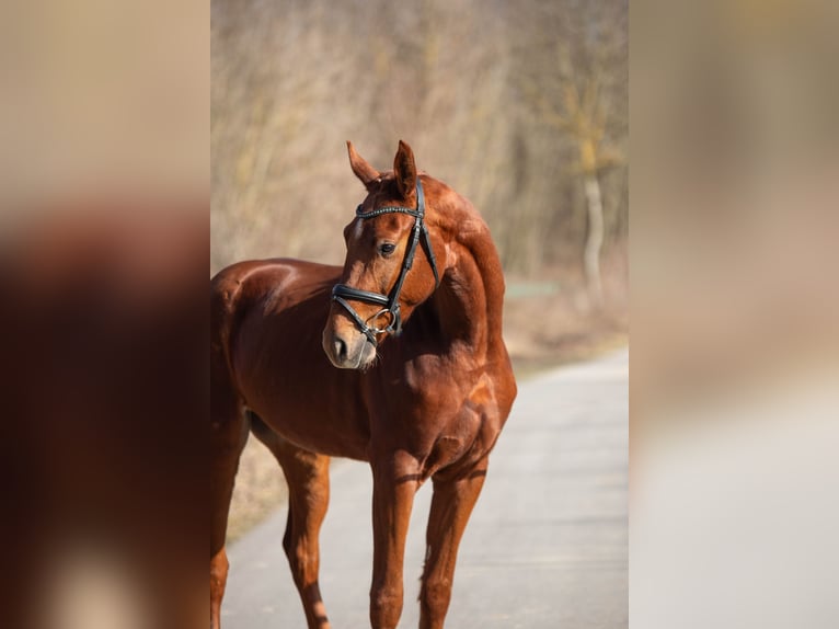 Oldenburger Wallach 3 Jahre 170 cm Fuchs in Gnadendorf