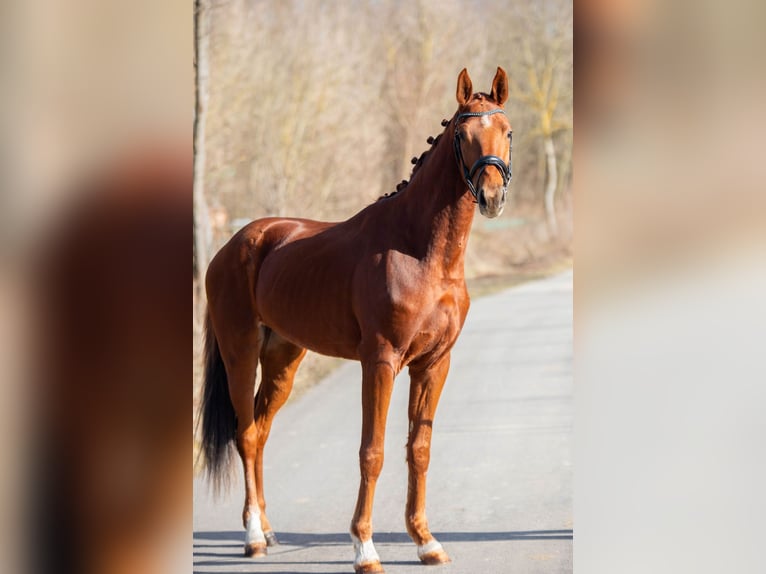 Oldenburger Wallach 3 Jahre 170 cm Fuchs in Gnadendorf
