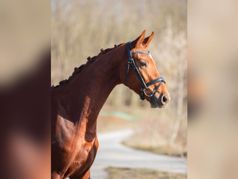 Oldenburger Wallach 3 Jahre 170 cm Fuchs in Gnadendorf
