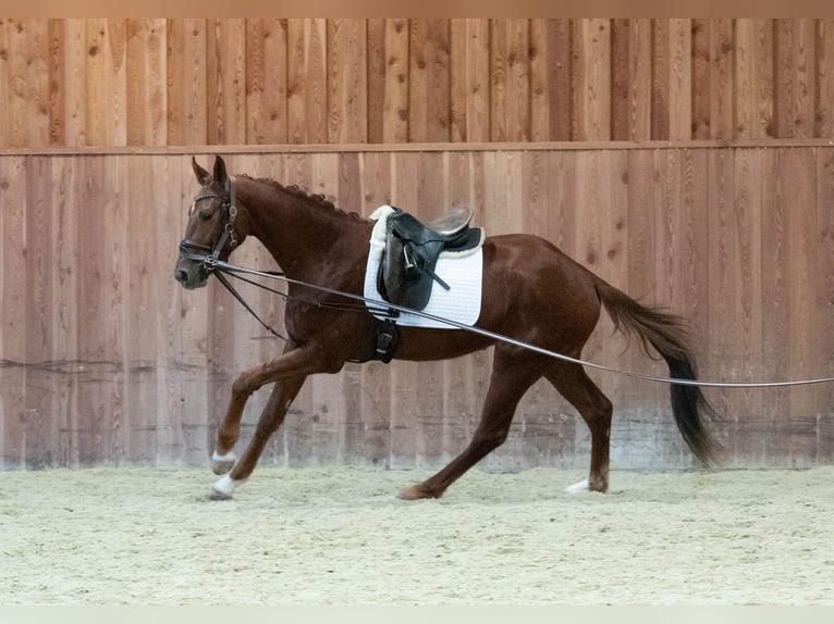 Oldenburger Wallach 3 Jahre 170 cm Fuchs in Gnadendorf