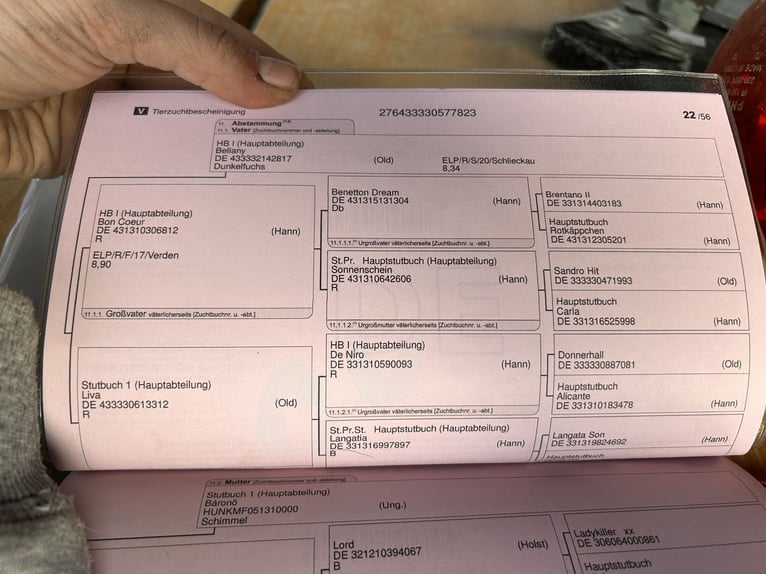 Oldenburger Wallach 3 Jahre 170 cm Kann Schimmel werden in Venice