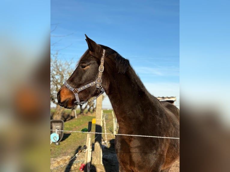 Oldenburger Mix Wallach 3 Jahre 170 cm Schwarzbrauner in Gutow
