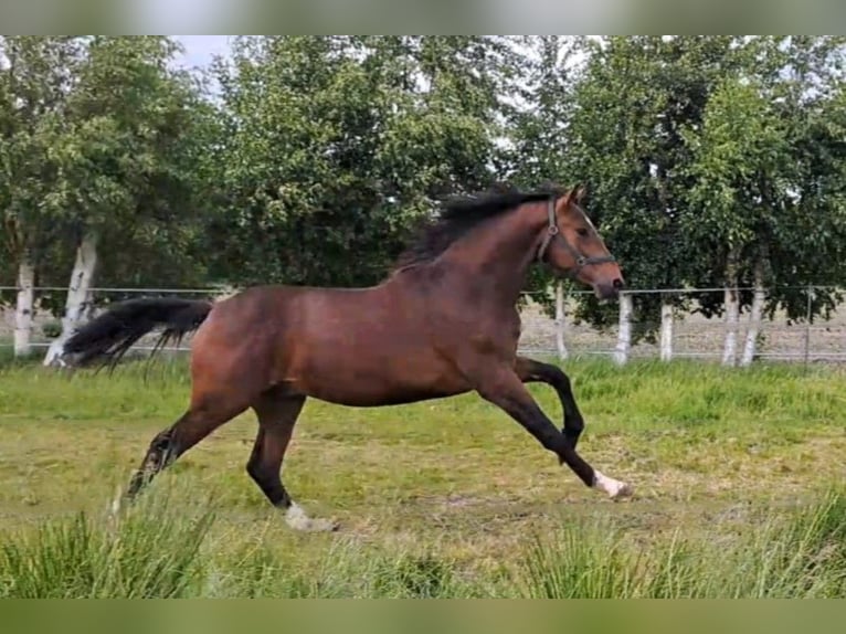 Oldenburger Wallach 3 Jahre 171 cm Brauner in Rotenburg (Wümme)